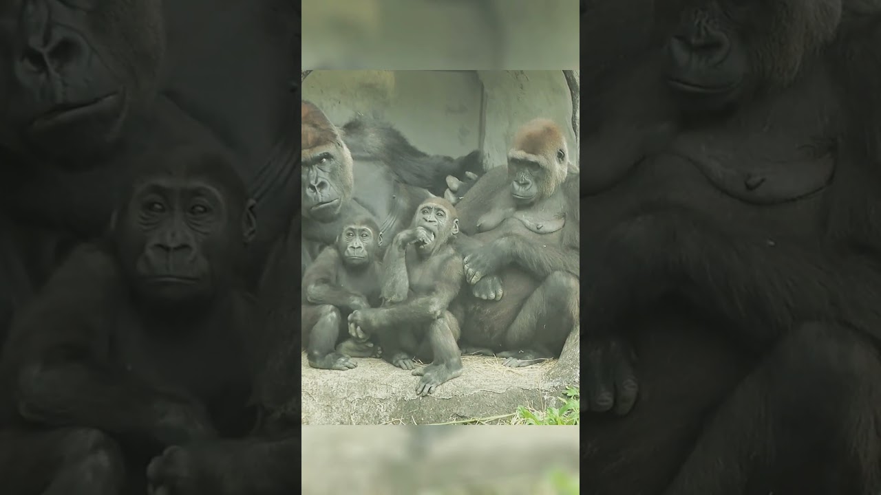 D'jeeco family rest time 