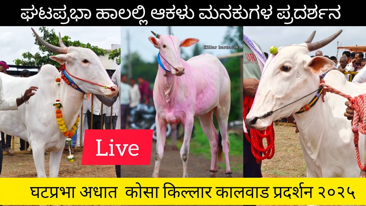 ಘಟಪ್ರಭಾ ಹಾಲಲ್ಲಿ ಆಕಳುಗಳ‌ ಪ್ರದರ್ಶನ || Gataprabha bin dasti kosa khillar kalawad pass-2025 #cow #trend