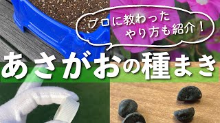 【アサガオの育て方】あさがおの種まき！プロから教わったポイントも公開します！