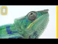 The Illegal and Secretive World of Chameleon Ranching | National Geographic