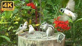 Cat Tv For Cats To Watch - Funny Squirrels and Cute Birds on Wood - 10 Hours Cat Tv 4K UHD by Palm Squirrels Studio 852 views 6 months ago 10 hours