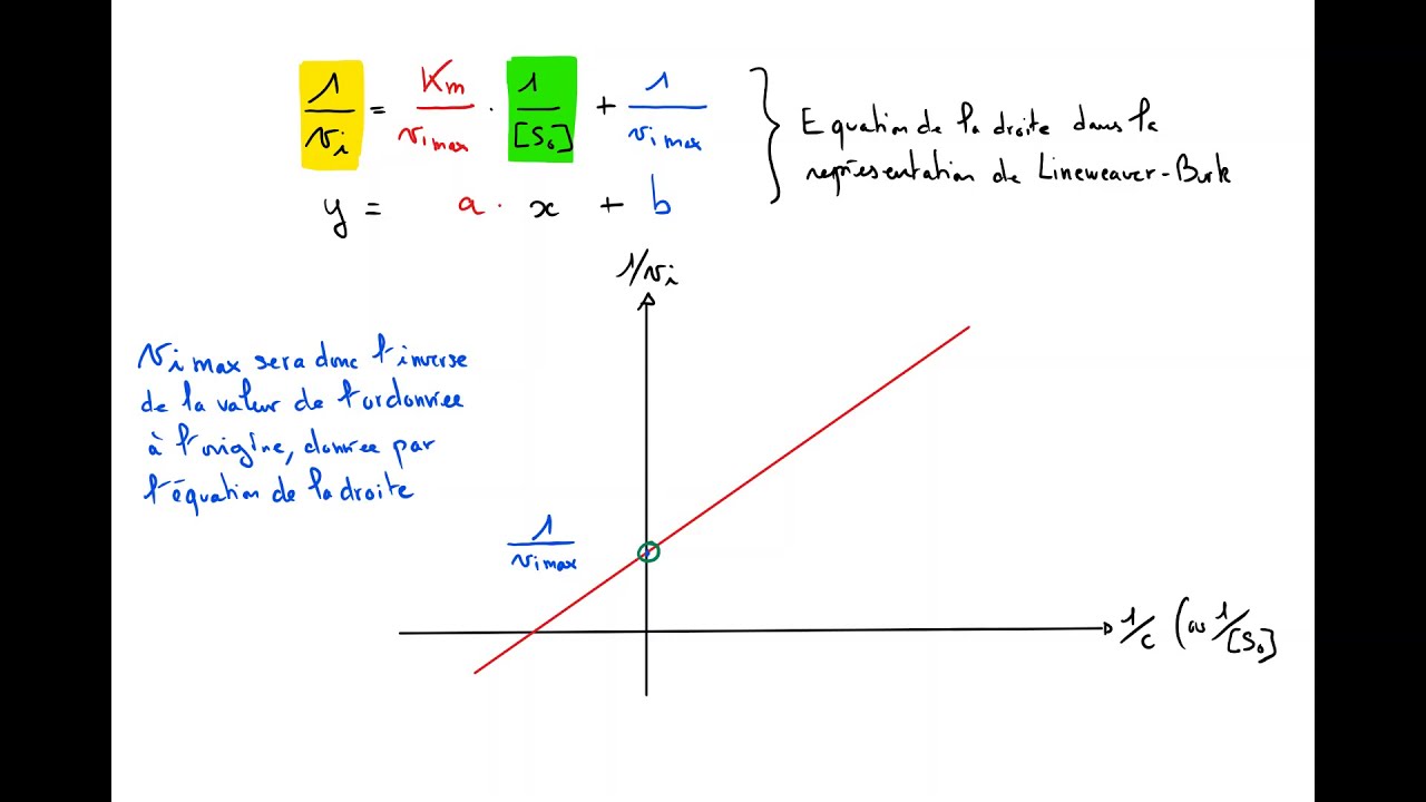 5 minutes pour comprendre Lineweaver Burk (enzymologie appliquée) - YouTube