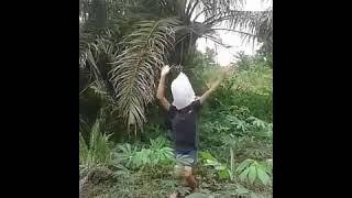 (Tik Tok) Haters Tai Kambing