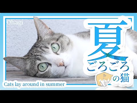 夏ごろごろの猫