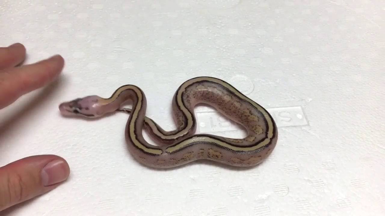 BALL PYTHON BREEDING SEASON 2016 - 8TH CLUTCH - Super Stripe X Super Pastel Yellowbelly