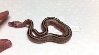 BALL PYTHON BREEDING SEASON 2016 - 8TH CLUTCH - Super Stripe X Super Pastel Yellowbelly