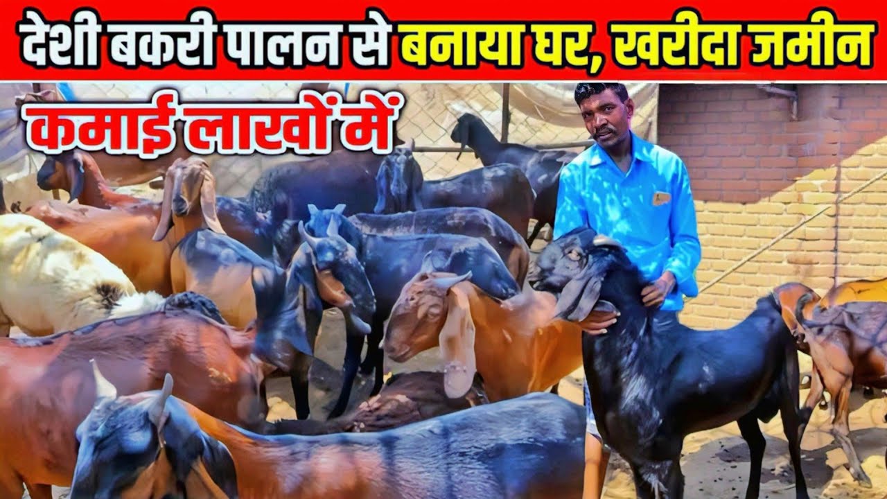 देशी बकरी पालन से कमाई लाखों में " घर बनाया और जमीन खरीदा"।Earning Millions By  Deshi Goat Farming