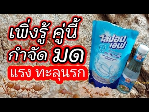 วีดีโอ: วิธีกำจัดมดแดงในอพาร์ตเมนต์อย่างรวดเร็วและถาวร?