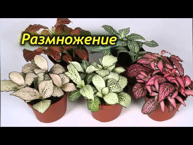 Комнатный цветок фиттония: уход, размножение и пересадка в домашних условиях, виды и фото