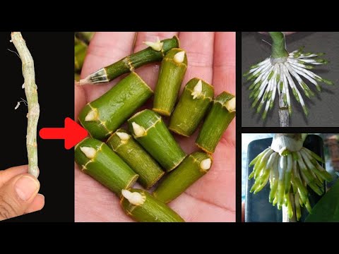 Video: Kako uzgajati epidendrum orhideje?