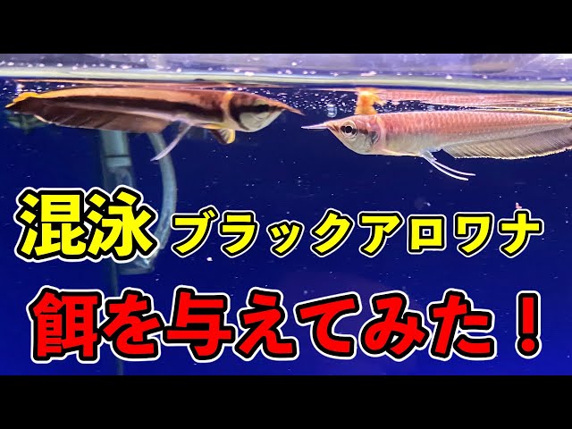 Black arowana baby mixed breeding First attempt at feeding
