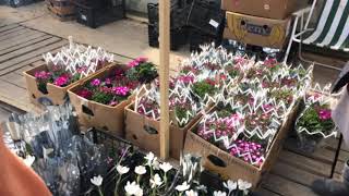 Обзор цен на цветы в Одессе - март 2019г.