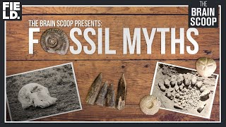 Fossil Myths: Cyclopes, Griffins, & Magic Fairy Bread