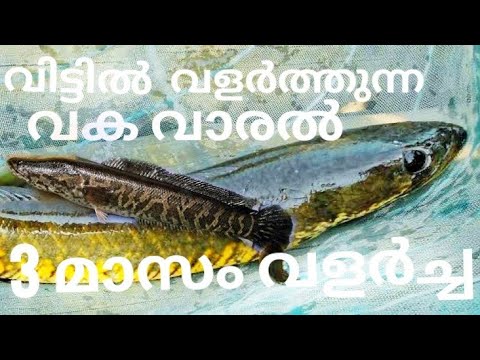 Vaaka Fish Vaka Varal Kerala || fishing time || Vaka Varal Catch On Fishing Time ...