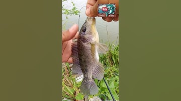 spot ikan nila gacor #fishing #mancing #mancingmania #fish
