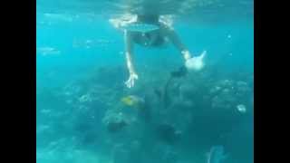 Sirena encontrada en el Mar Rojo / Mermaid found in Red Sea