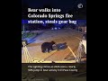 Black bear steals gear bag from Colorado Springs fire station 🐻 #bear  #blackbear #colorado