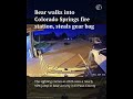 Black bear steals gear bag from Colorado Springs fire station 🐻 #bear  #blackbear #colorado