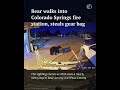 Black bear steals gear bag from Colorado Springs fire station 🐻 #bear  #blackbear #colorado