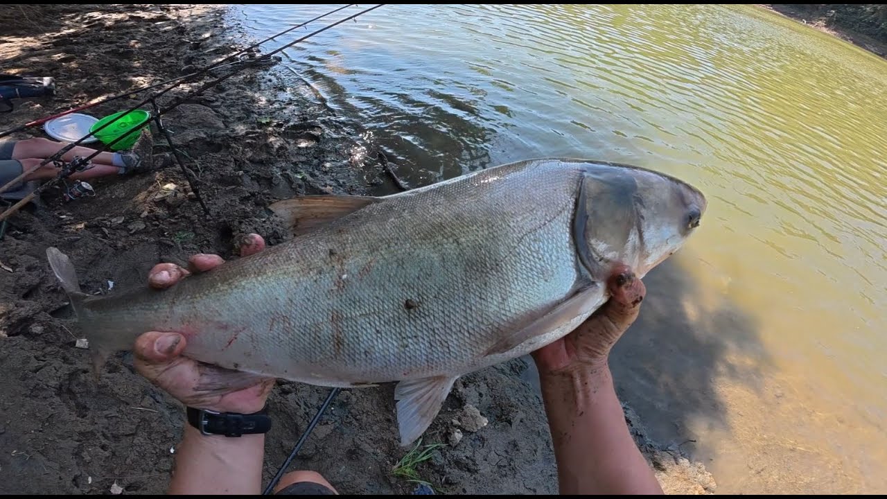 BOTKÍNZÁS  !!!  BUSAMÓDRA - Horgászat a Tiszán.