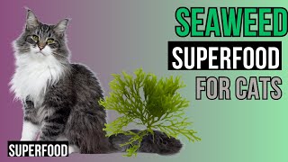 Seaweed for CATS - Secret to Healthy & Happy CATS by Superfoods for CATS 109 views 1 month ago 4 minutes, 38 seconds