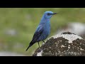 Passero solitario - Blue Rock-Trush (Monticola solitarius)