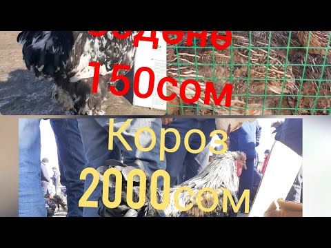 Video: Өлкөдө жумурткалоочу тоокторду кармоо жана аларга кам көрүү