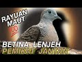 Suara perkutut BETINA memanggil Jantan yang paling Malas BUNYI  MP3 suara perkutut