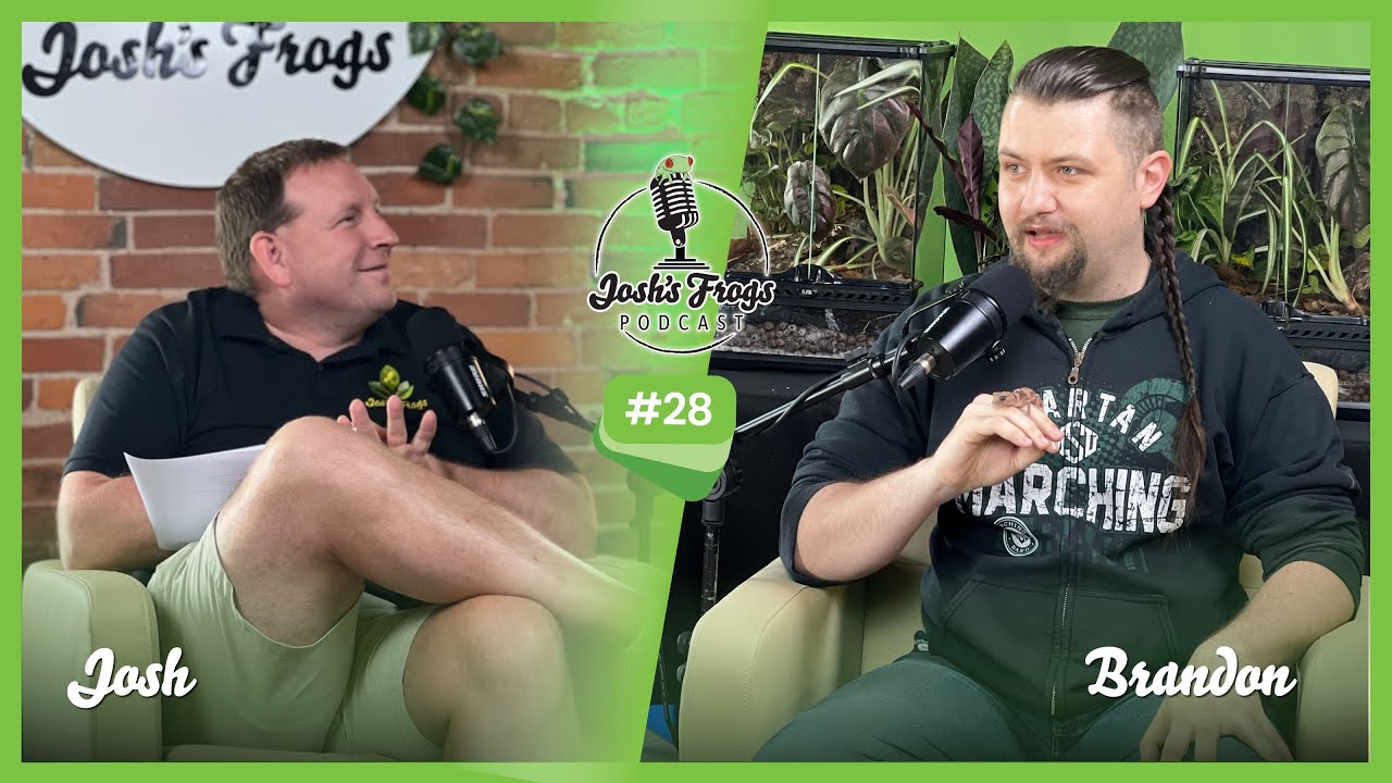 Узнайте о гекконах с кисточкой | Подкаст «Лягушки Джоша», выпуск 28