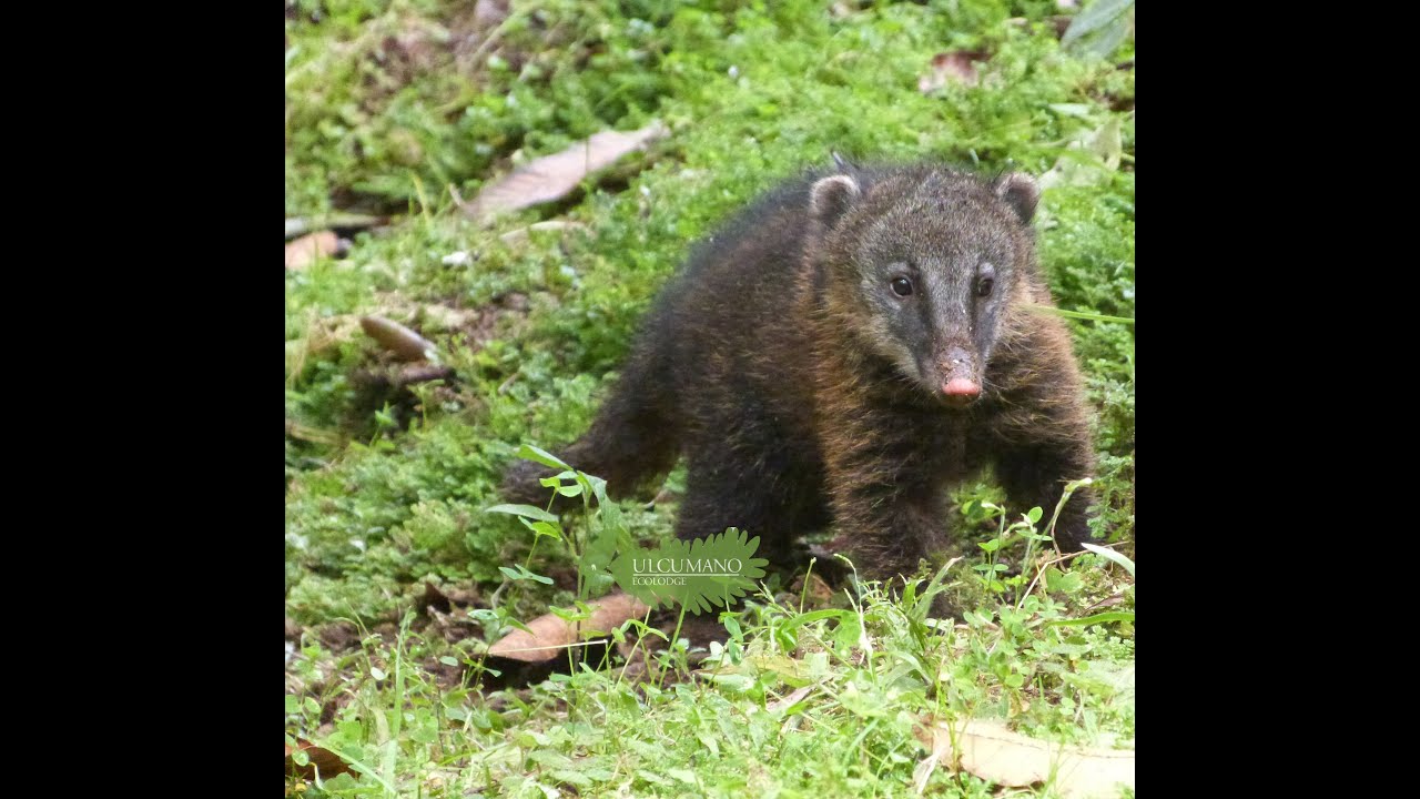 video promo Ulcumano Ecolodge