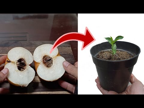 Video: Shinseiki Pear Tree Info: Cómo hacer crecer un peral asiático Shinseiki en casa