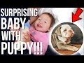 SURPRISING OUR BABY WITH A NEW PUPPY!!! *cuteness overload*