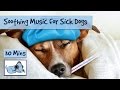 Music to Help Soothe Sick Dogs. Keep your Sad Dog Calm with this Music. 🐶 #POORLY03