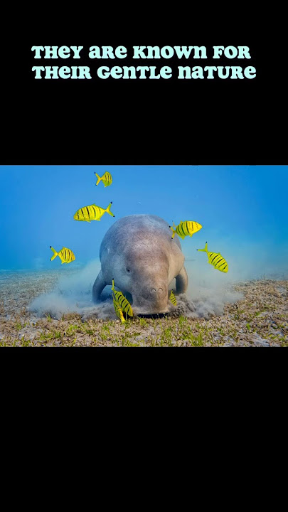Dugong (Sea Cow) #ytshorts #tiktok #fbreels #cow #mamals