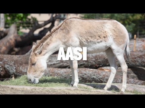 Video: Kotieläimet kuin lemmikkieläimet