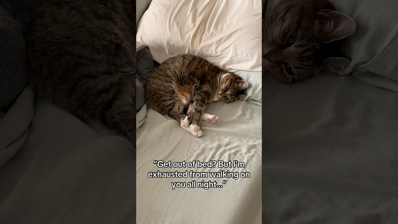 Когда ваша кошка измотана ночными проказами