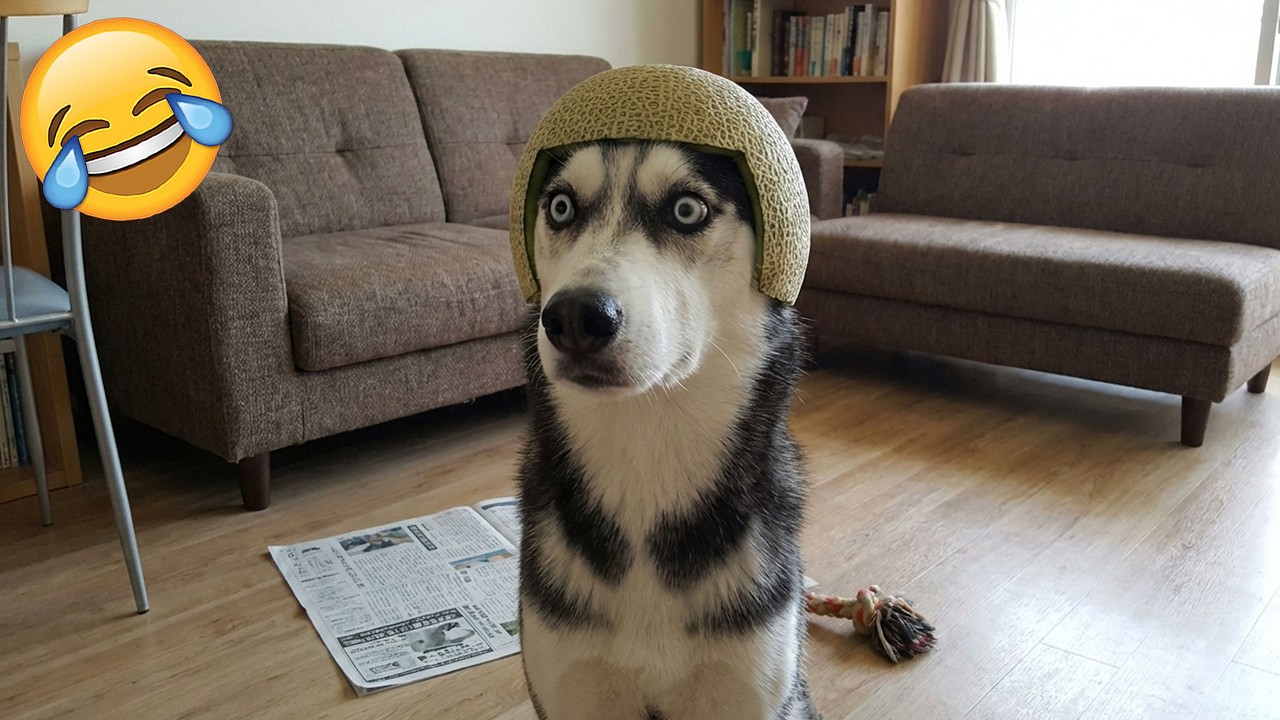 Кто смеется, тот проигрывает 😜 Самые смешные кошки и собаки 2026 года 😼🐶 Часть 3