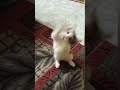 بطل شقا٠٠٠وه ب٠٠قا