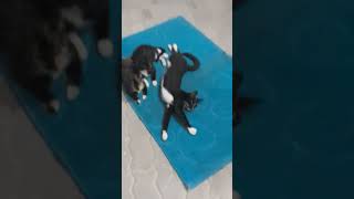 this is what i found them doing #cat #funny#video
