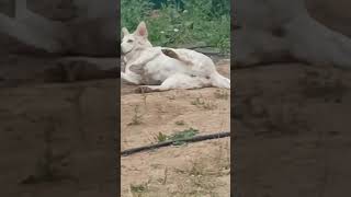 He Was Released. Funny Animals 2024
