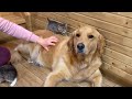 Golden retriever attacked by tiny kittens too cute to handle