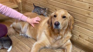 Golden Retriever Attacked by Tiny Kittens (Too Cute to Handle!)