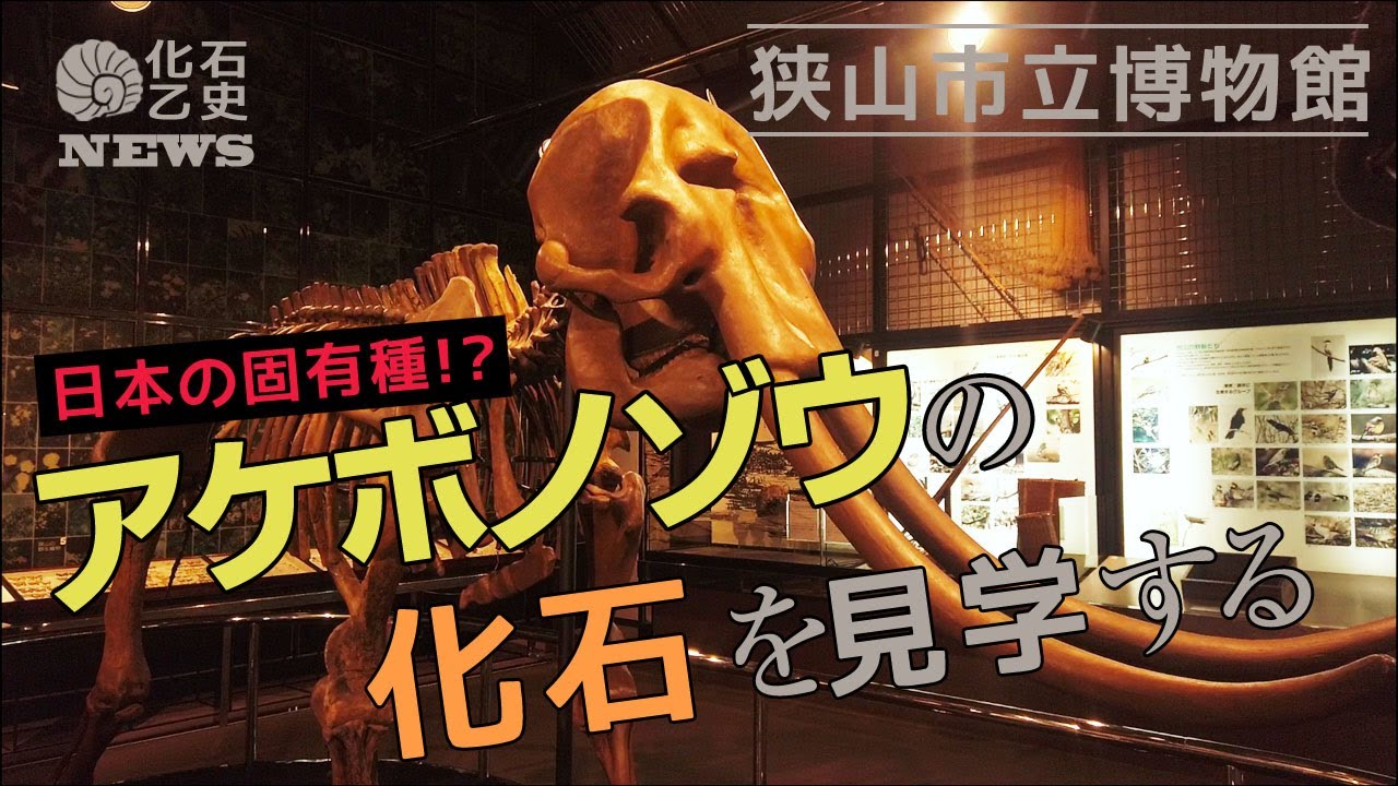 I tried to explain the fossil of Stegodon aurora in Sayama City