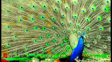 MANAGEMENT YOGI: Certified In Practical Scaled Agile (CIPSA)-Cheetah, Butterfly, Peacock, Lion,Eagle
