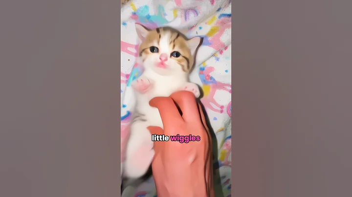 Video 11820391: cutest kitten bath, little kitten bath, tiny kitten, kitten show