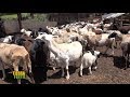 TIERRA FERTIL TV-PRODUCCIÓN AGRICOLA Y GANADERA GRUPO"ZAQUI" (04.08.18)