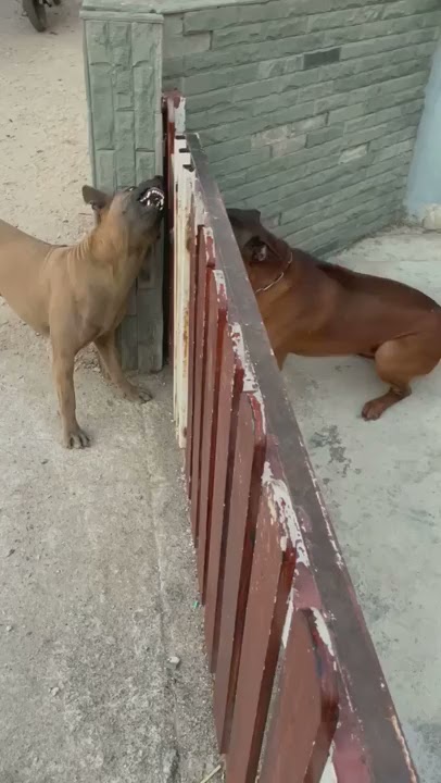 Anjing Beraninya Menggonggong Kalo Ada Pagar