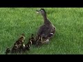 Mallard and her baby ducklings leaving the nest and going to the water.