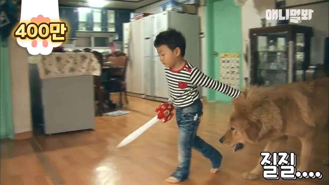 sbs tv동물농장x애니멀봐 中字 The story of a boy and a lion dog