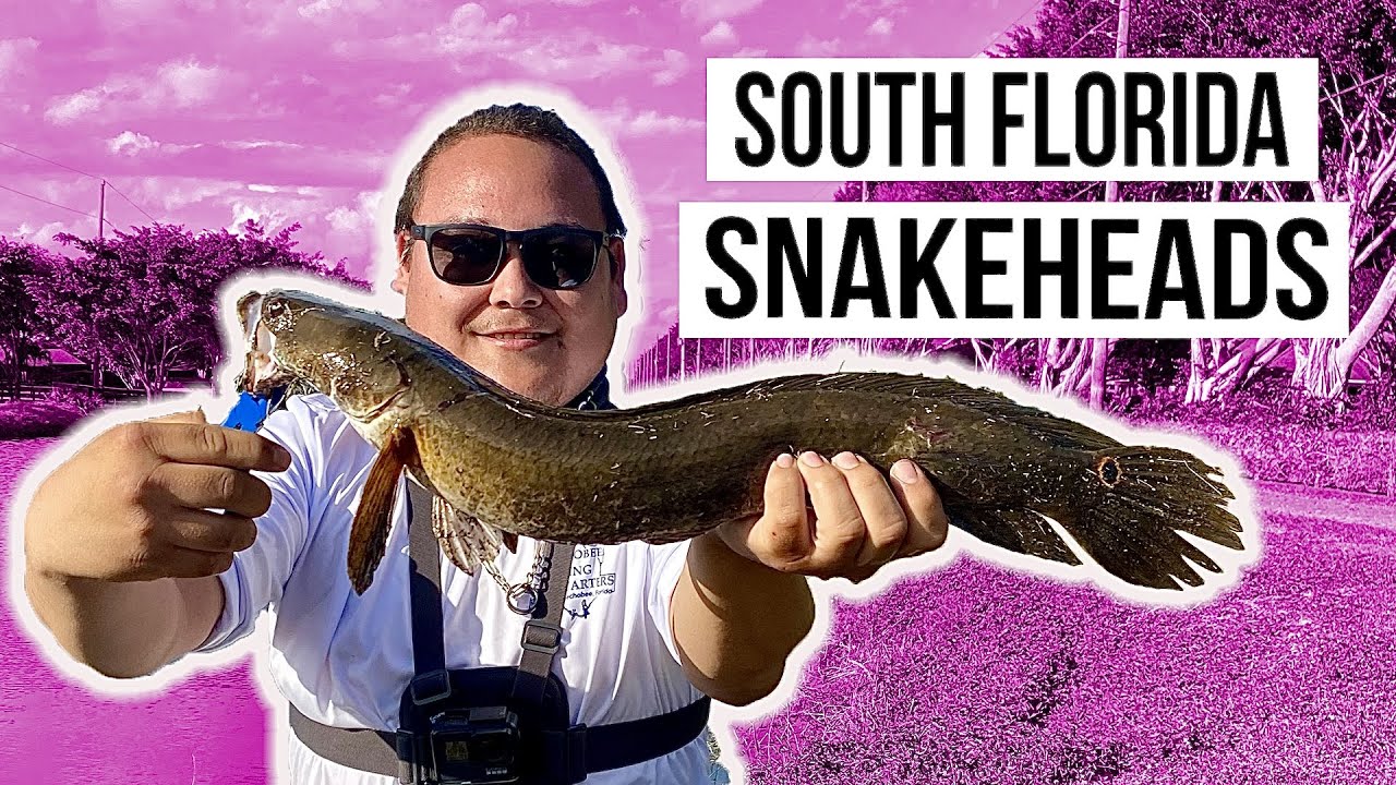 South Florida MULTI SPECIES Mission - SNAKEHEAD, LARGEMOUTH BASS, FRESHWATER SNOOK